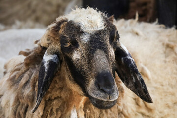 Naklejka premium Close up the baby brown Sheep is rest