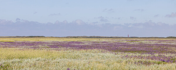 Landscape Nature reserve De Slufter with lightouse in background at wadden island Texel in The Netherlands. Purple colors of the blooming Mediterranean sea lavender (Limonium vulgare)