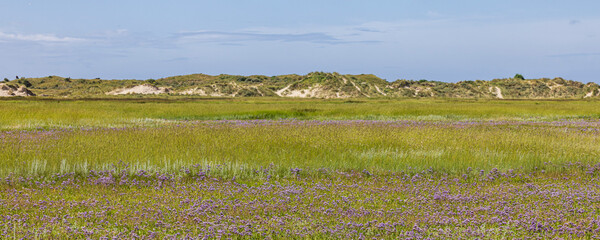Landscape Nature reserve De Slufter at wadden island Texel in The Netherlands with purple colors of...