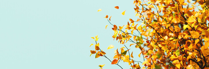 Autumn colorful leaves on blue background with copy space. 3D Rendering, 3D Illustration