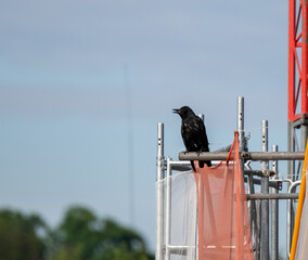 Krähe sitzt auf einem Baugerüst