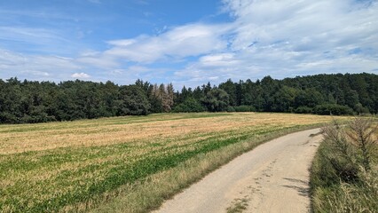 Obraz premium Dusty road to the forest in Czechia
