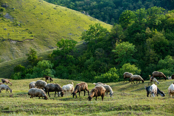Obraz premium Mountain goats grazing in the Carpathian Mountains of Romania. The happy goat runs on the steep rocks.