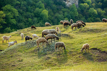 Mountain goats grazing in the Carpathian Mountains of Romania. The happy goat runs on the steep rocks.