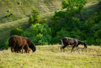 Mountain goats grazing in the Carpathian Mountains of Romania. The happy goat runs on the steep rocks.