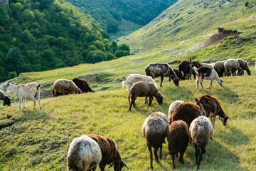 Mountain goats grazing in the Carpathian Mountains of Romania. The happy goat runs on the steep rocks.