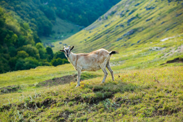 Obraz premium Mountain goats grazing in the Carpathian Mountains of Romania. The happy goat runs on the steep rocks.