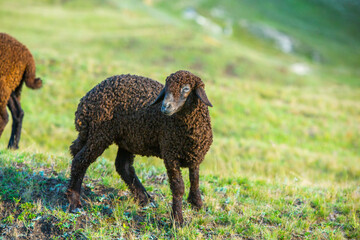 Mountain goats grazing in the Carpathian Mountains of Romania. The happy goat runs on the steep rocks.