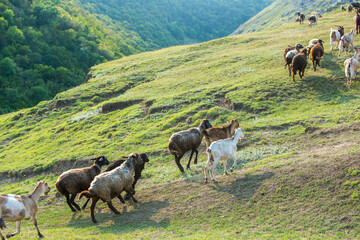 Fototapeta premium Mountain goats grazing in the Carpathian Mountains of Romania. The happy goat runs on the steep rocks.