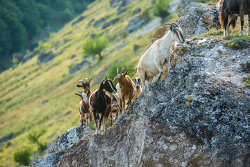 Naklejka premium Mountain goats grazing in the Carpathian Mountains of Romania. The happy goat runs on the steep rocks.
