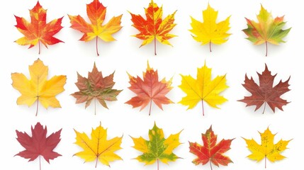A collection of vibrant autumn maple leaves