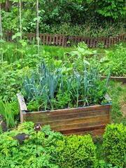 market gardening, farm vegetables in a bio garden