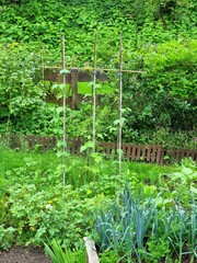 market gardening, farm vegetables in a bio garden