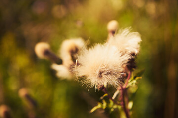 chaber driakiewnik, centaurea scabiosa l. © Marcin Łazarczyk