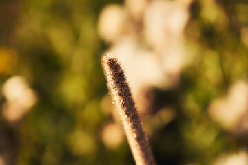 Tymotka łąkowa, brzanka pastewna, Phleum pratense L.