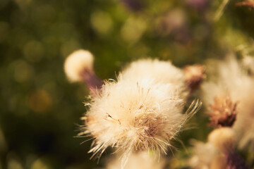 chaber driakiewnik, centaurea scabiosa l.