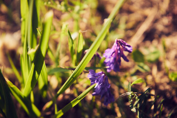 Wyka, Vicia L. © Marcin Łazarczyk