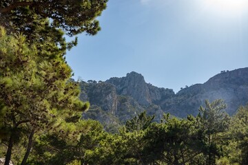 Pine forest at Apella on the eastern part of the island of Karpathos, Greece.
