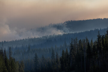 The sky is hazy and the trees are covered in smoke. You can see the line of fire in the trees where the smoke is the heaviest.
