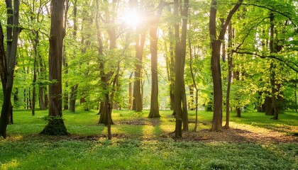 Obraz premium 生命力溢れる木立と清々しい木漏れ日4