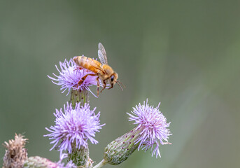 bee on purple flower in garden