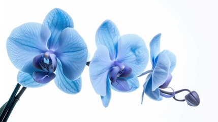 Single blue orchid flower, isolated on a white background