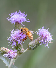 bee on purple flower in garden