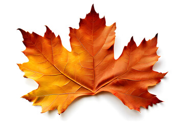 maple leaf isolated on white
