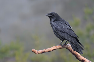 Raven in a foggy Swedish forest