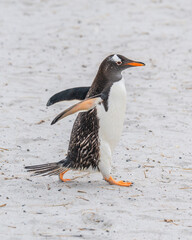 Gentoo Penguin Close Up Running on Beach Tail Feathers Spread Arms Open Wide on Beach. Falkland Islands Gypsy Cove Summer Day.