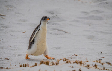 Adorable Baby Gentoo Penguin Walking Close Up Full Body on Sandy Beach Falkland Islands Gypsy Cove.