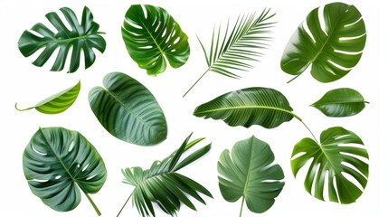 Tropical leaves from various foliage plants, isolated on a white background