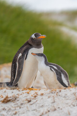Mother and Baby Gentoo Penguins Beautiful Nature Documentary Scene. Shallow Depth of Field Cinematic on Beach with Green Grass Background. Falklands