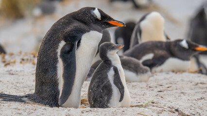 Naklejka premium Mother and Baby Gentoo Penguins Rest on Beach in front of Colony of Penguins. Family Shares a Quiet Moment Sunny Day Eyes Closed Resting.