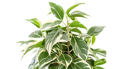 House plant, specifically a Ficus high Variegata, in a pot, isolated on a white background