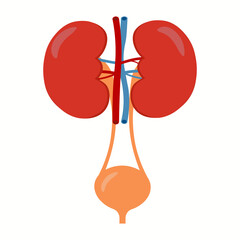 Kidneys And Bladder Human Internal Organ Urinary system anatomy