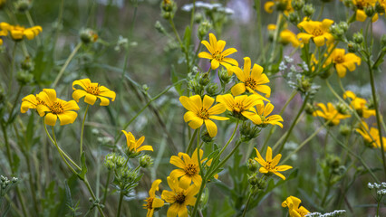 Fototapeta premium Engelmann Daisy, Engelmannia peristenia