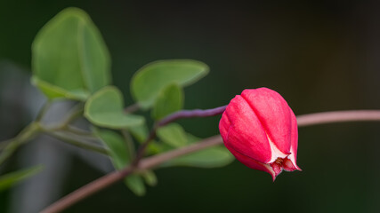 Scarlet Leatherflower, Clematis texensis