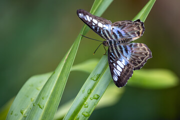 Clipper, Parthenos sylvia © Jim and Lynne Weber