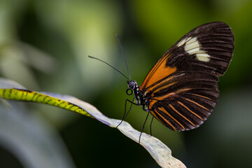 Postman, Heliconius, melpomene, subspecies Malleti