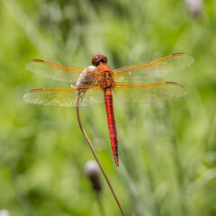 Needham's Skimmer, Libellula needhami