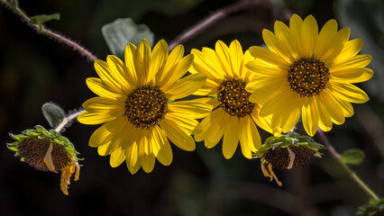 Common Sunflower, Helianthus annuus