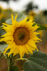 Blooming field with sunflowers at sunset. A large sunflower flower.