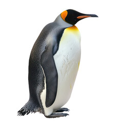 Obraz premium emperor penguin penguin transparent background