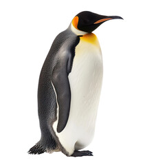 Obraz premium side view emperor penguin penguin transparent background