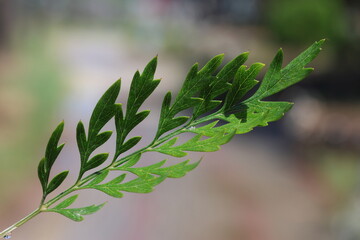 close up of leaves of  southern silky oak (Grevillea robusta)