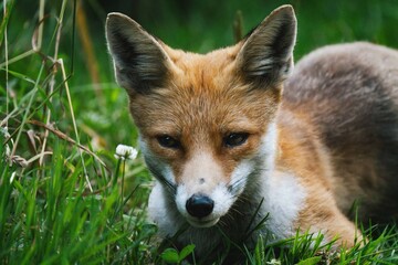 Young fox laying in the grass