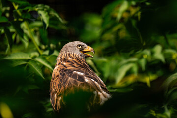 Red kite (Milvus milvus) sitting on a wooden branch, close-up