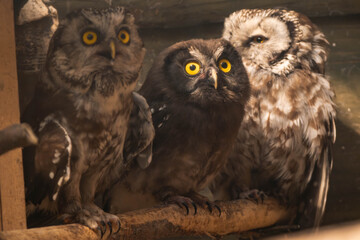 Long-eared owl (Asio otus), little owl (Athene noctua) and boreal owl (Aegolius funereus) sitting on a branch