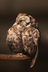 Tawny owl sitting on a tree branch, close up